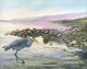 Union Bay Shoreline and Blue Heron